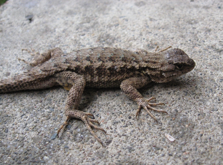 Fence Lizard